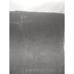 Пароніт ПОН 3.0