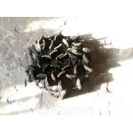 Цепь элеватора колосового 54-2-23-5А
